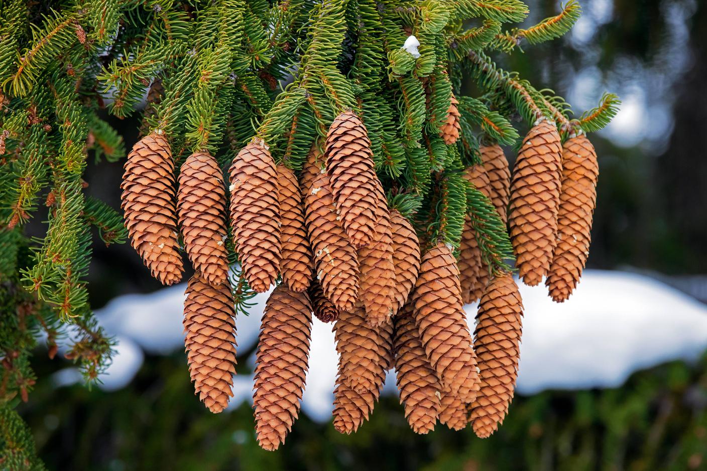 Riconoscibili grazie alle loro pigne, gli abeti rossi (Picea abies) sono famosi anche per il legno di risonanza