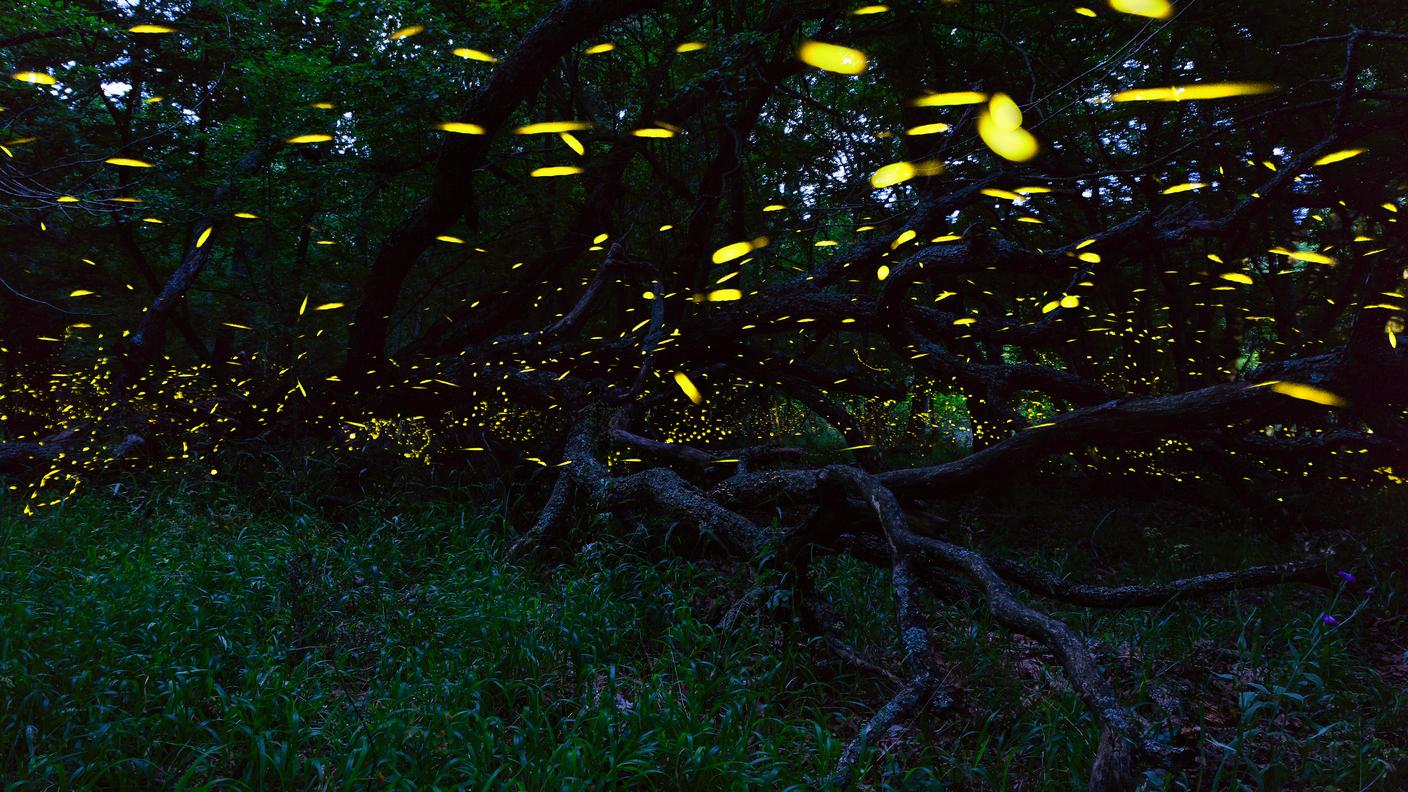 Le lucciole illuminano le serate estive