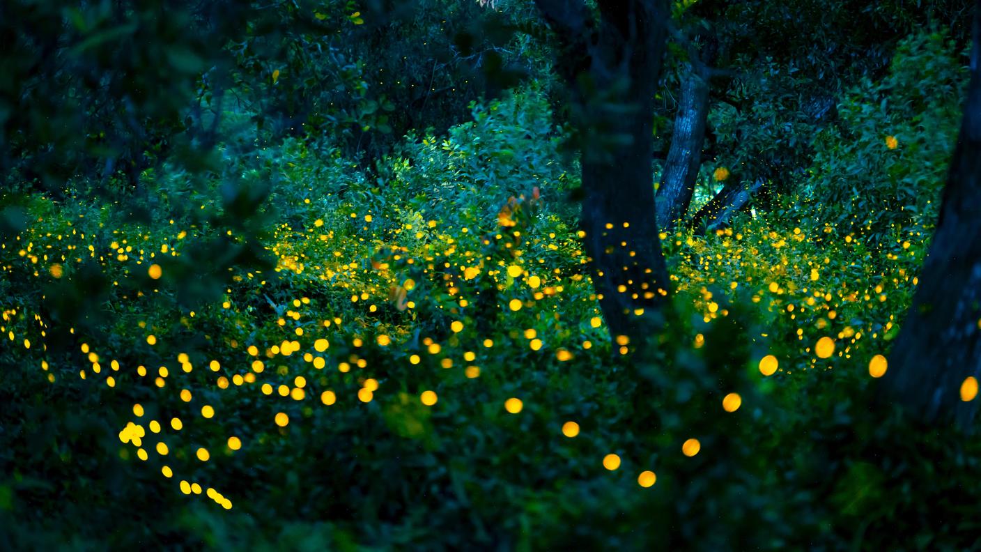 Ambienti ideali e notti senza inquinamento luminoso permetteranno alle lucciole di prosperare in futuro