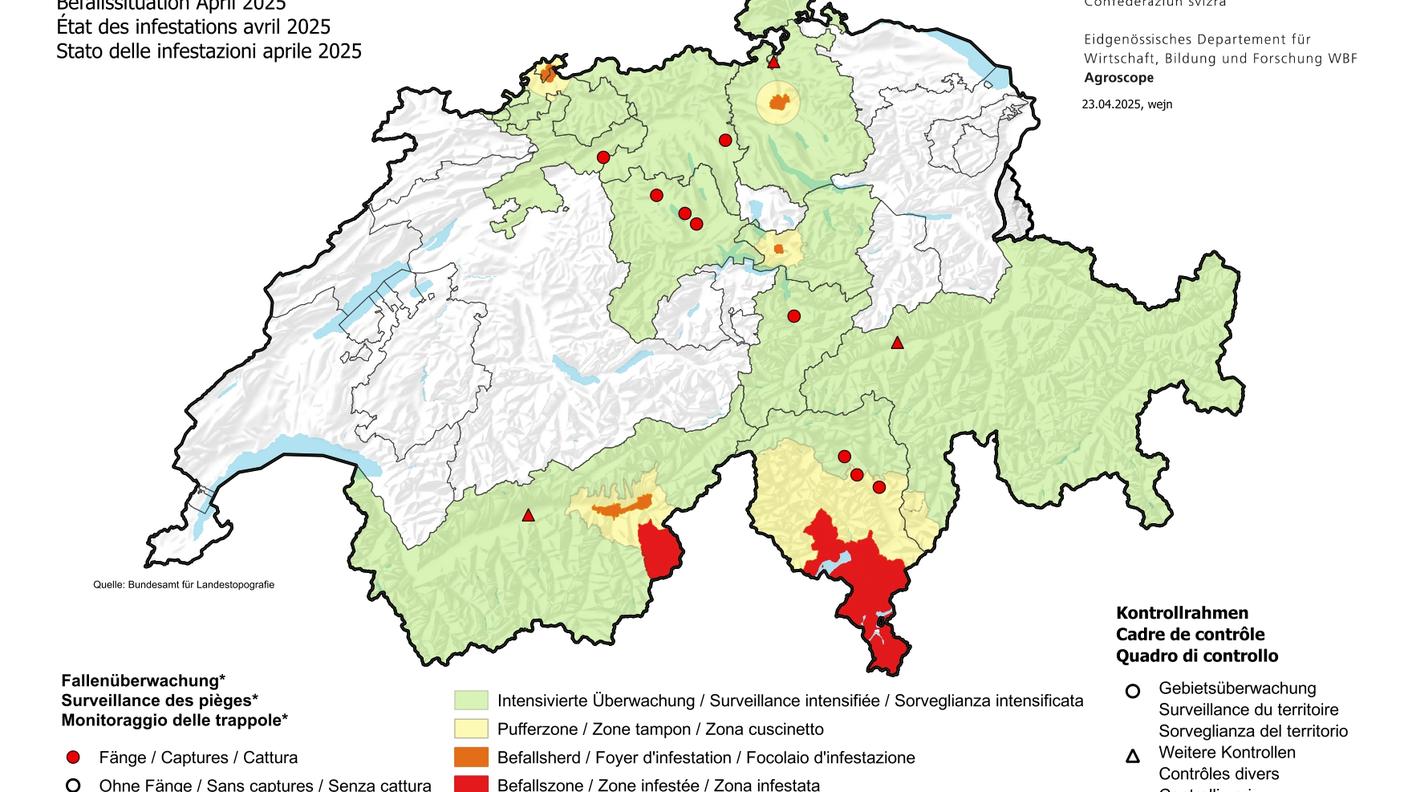 Popillia Japonica: stato dell'infestazione in Svizzera, aprile 2025