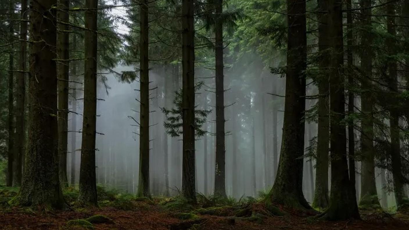 foresta nera2.jpg