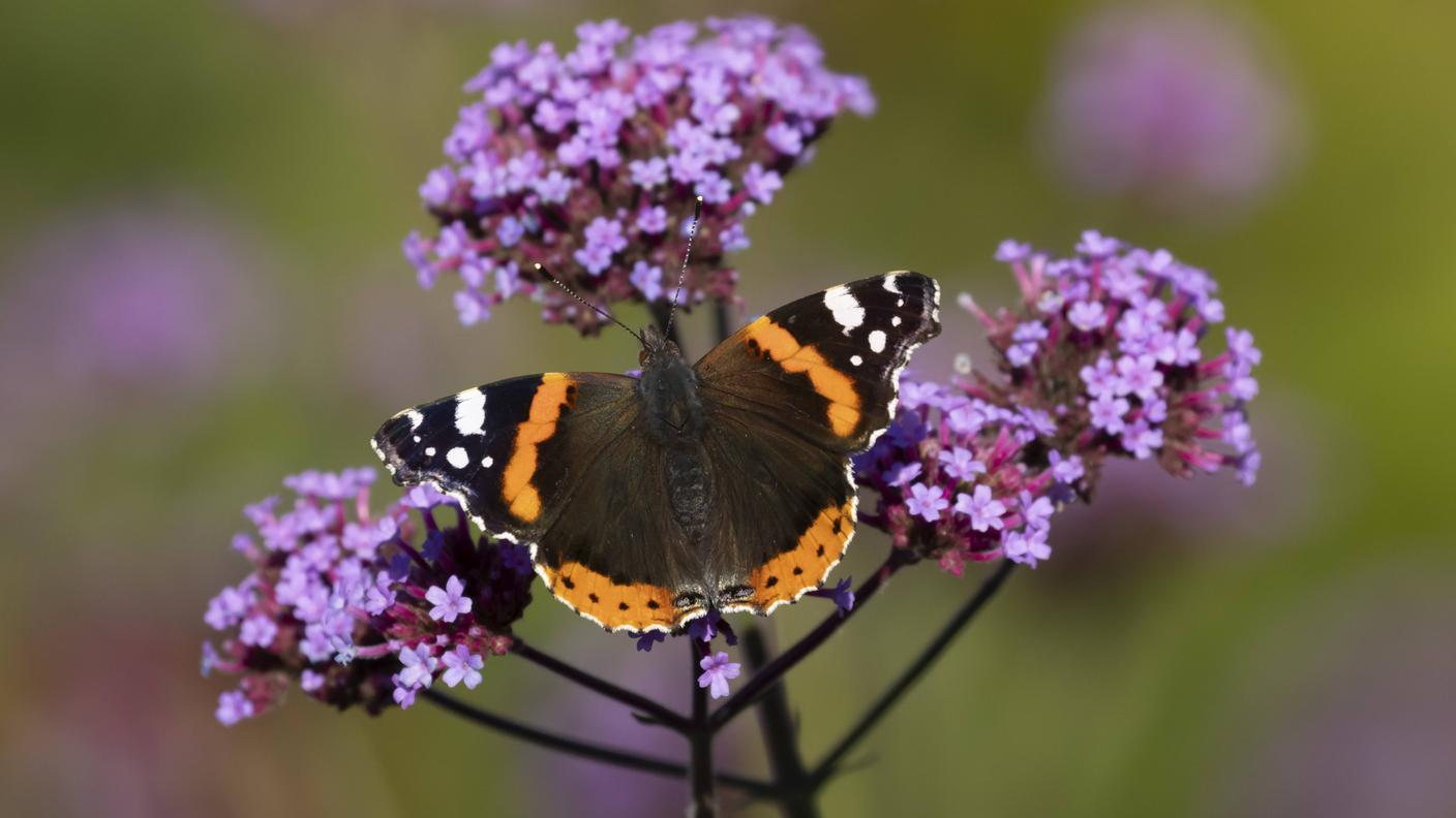 La Vanessa atalanta è una delle prime a ripartire tra le specie che svernano da adulte