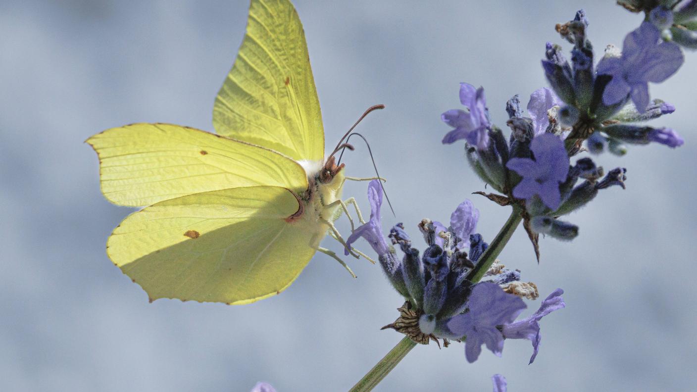 Farfalla Gonepteryx rhamni - o Cedronella