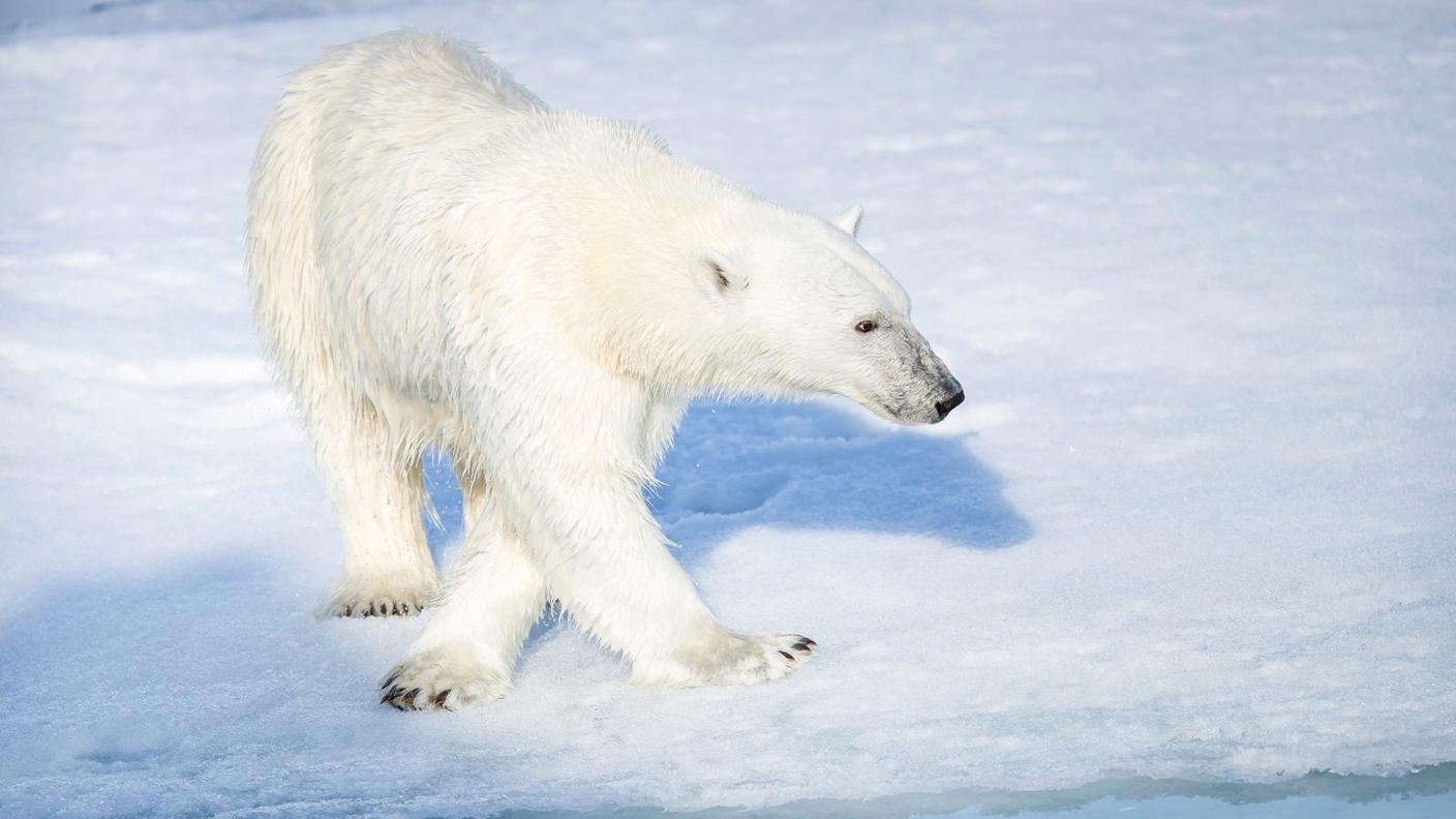 Uno dei 3000 orsi polari sopravvissuti alle Svalbard