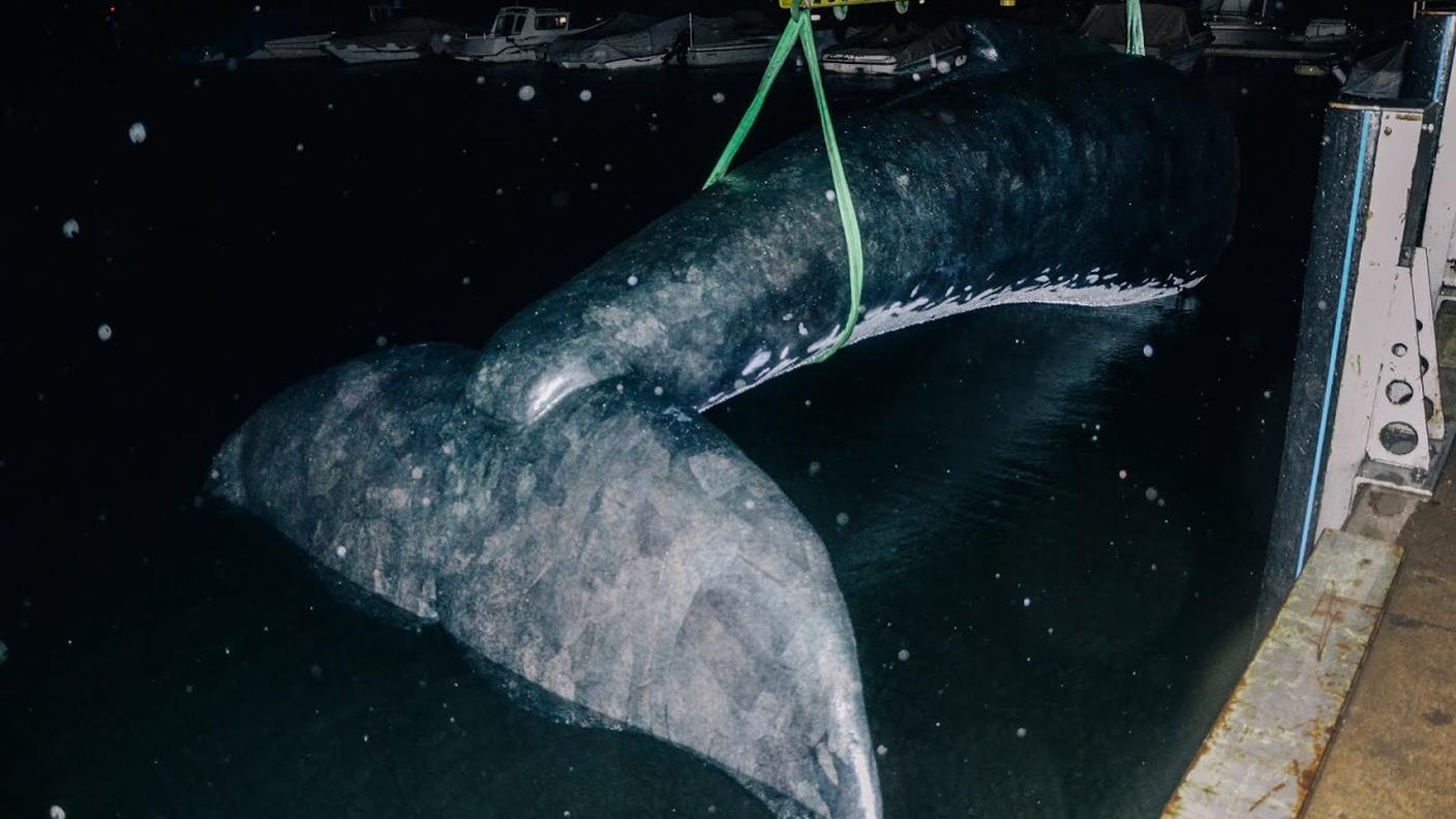 La balena viene posata in acqua