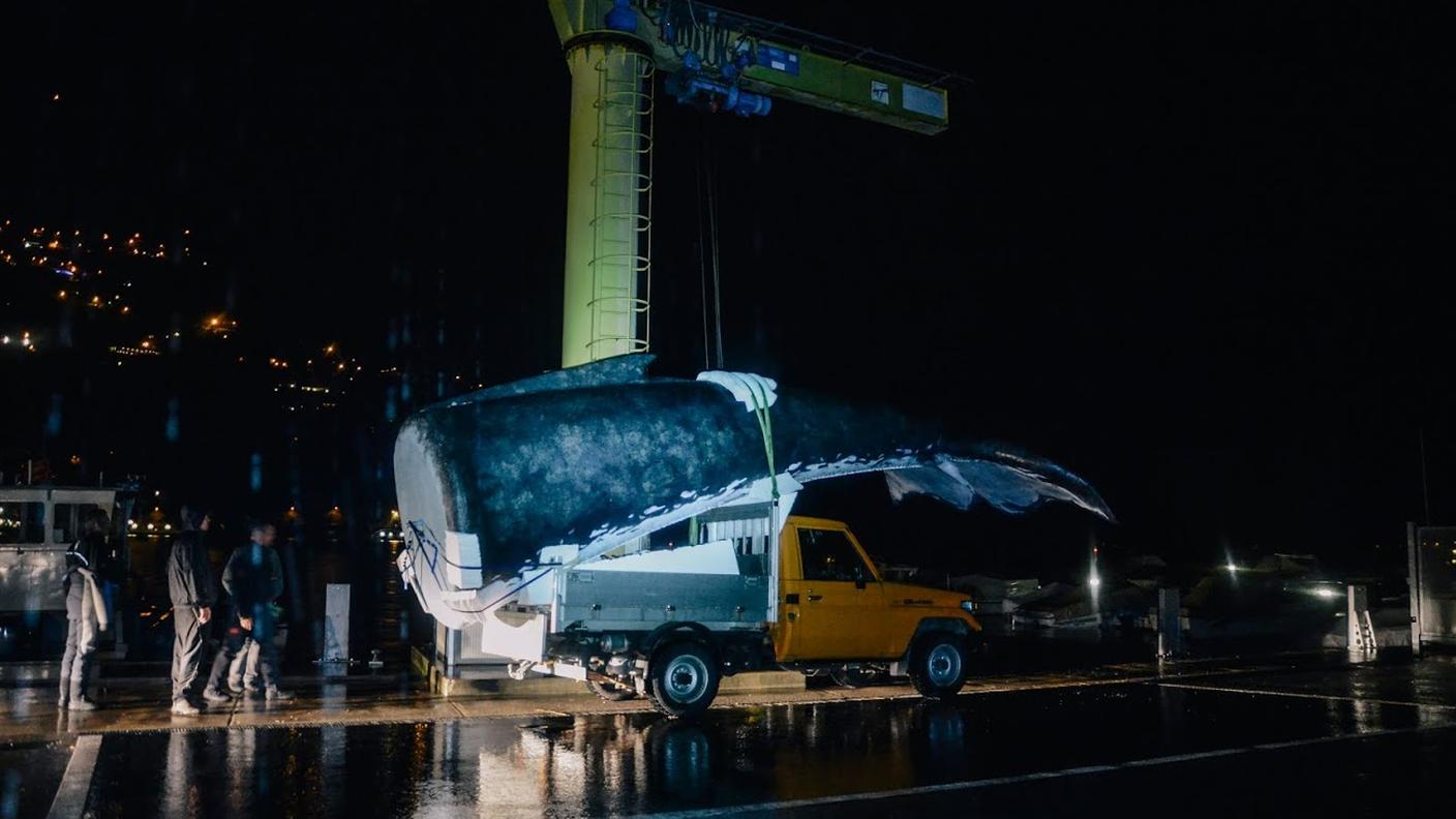Il trasporto del finto cetaceo