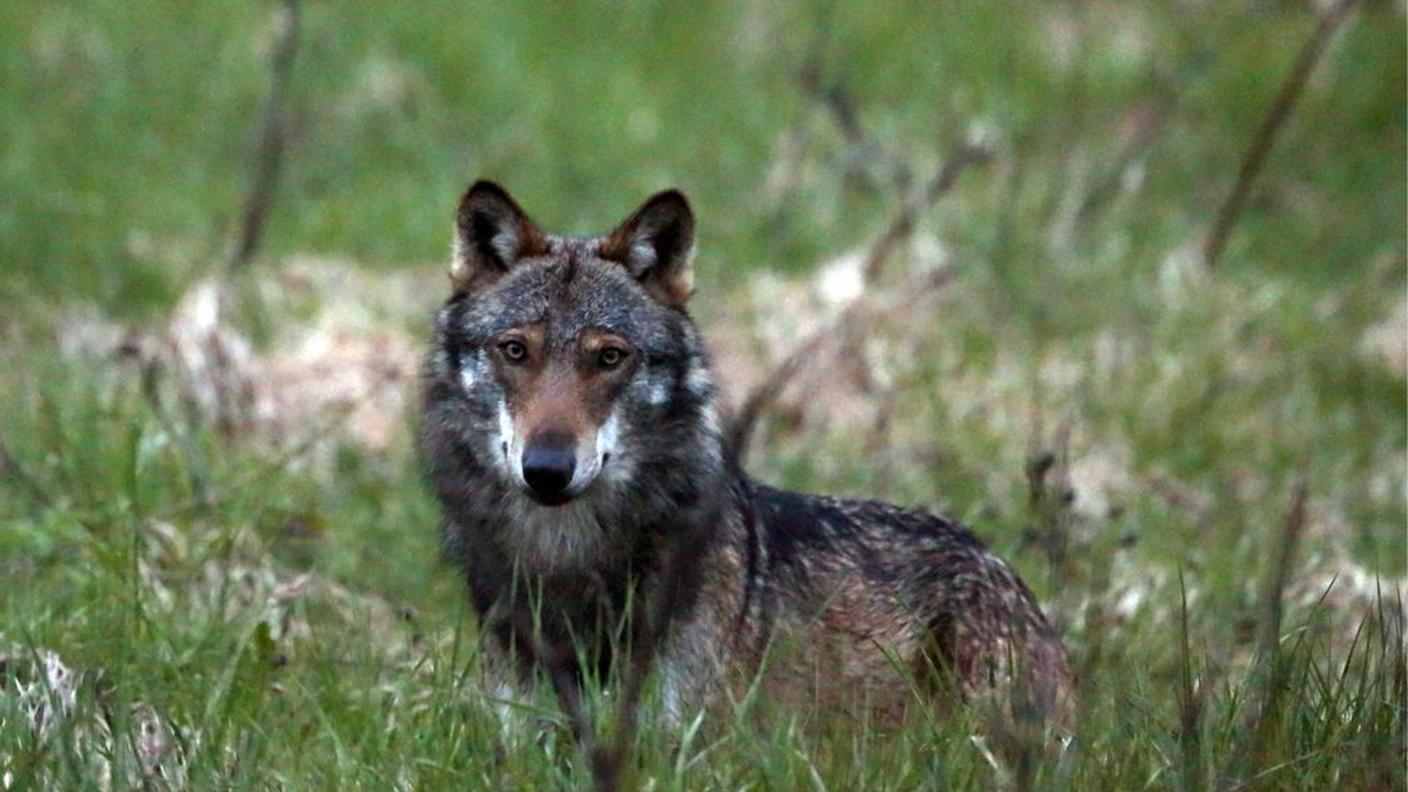 In estate ha ucciso una trentina di ovini