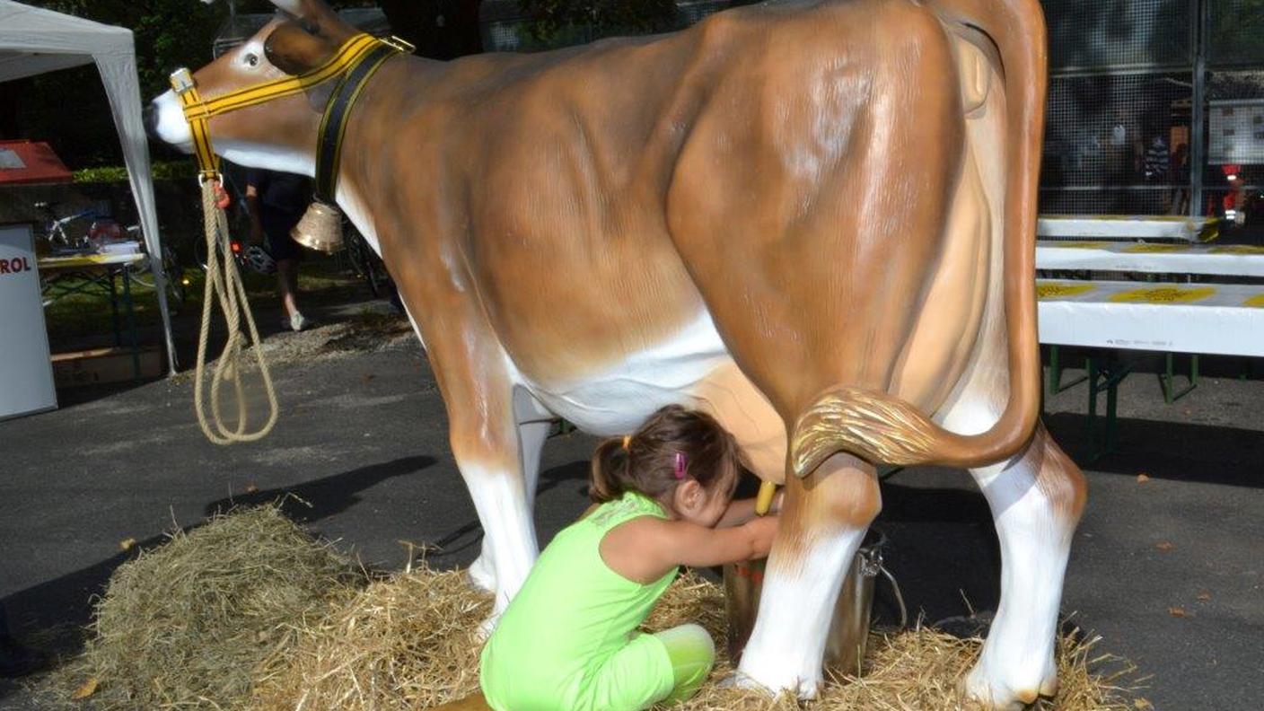 Divertimento assicurato con la mucca Brunella
