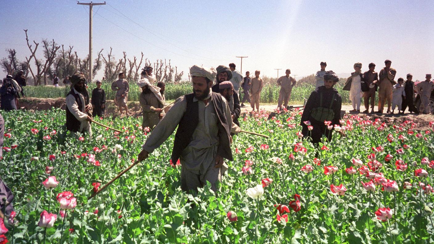 Fino al 2001, i talebani distruggevano i campi. Oggi prelevano tasse sui coltivatori