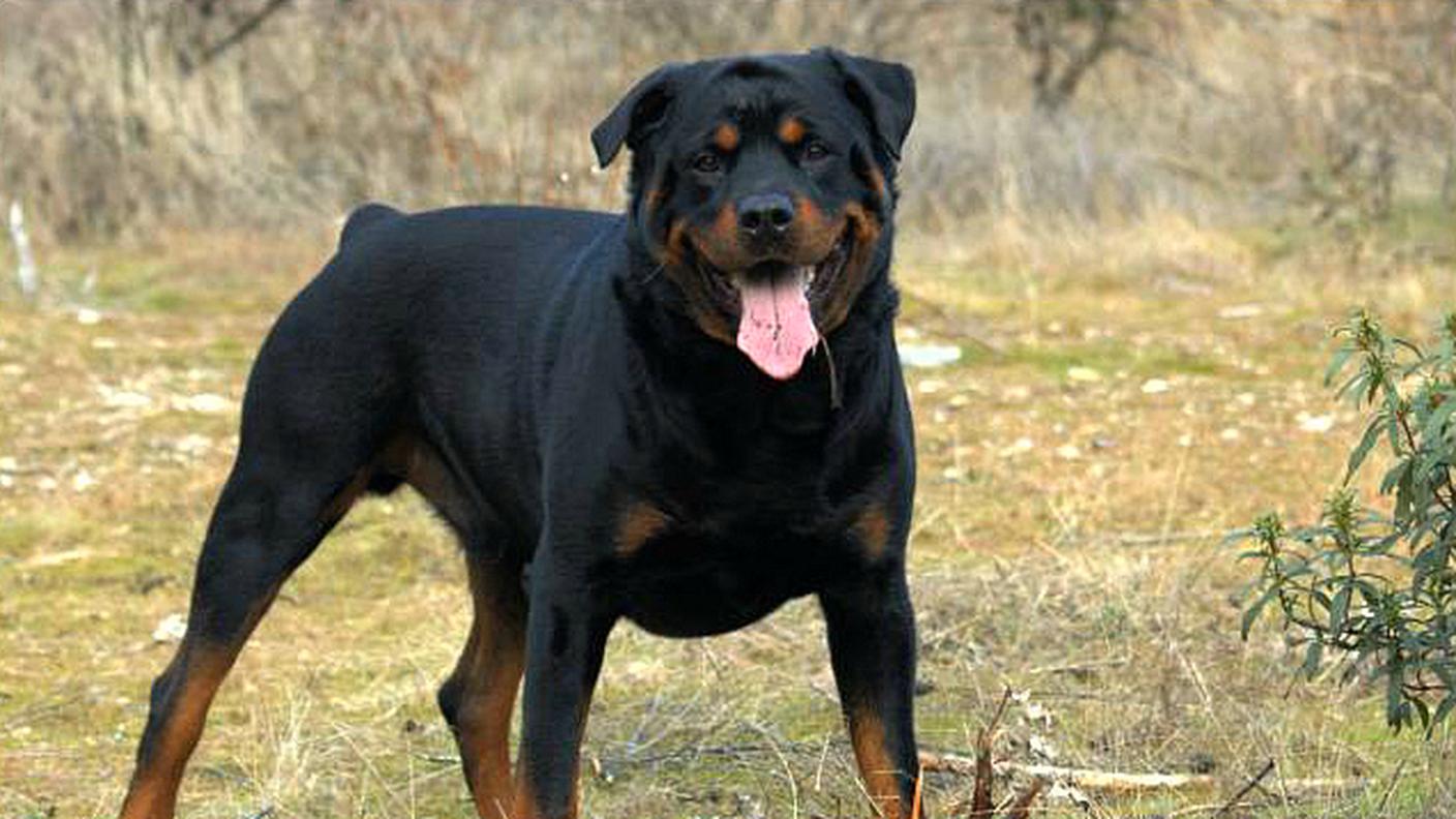 La donna si è ritrovata tra il rottweiler e il suo cane