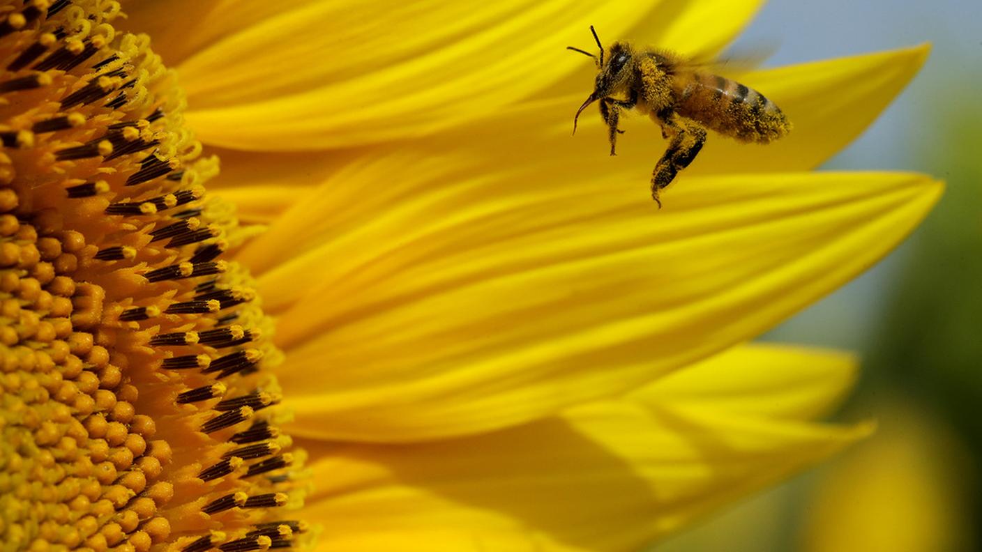 L'importanza delle api nei servizi di impollinazione