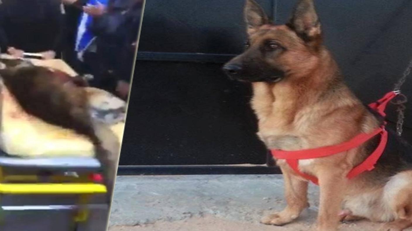 Akil morto sulla barella e il cane in una foto "ufficiale"