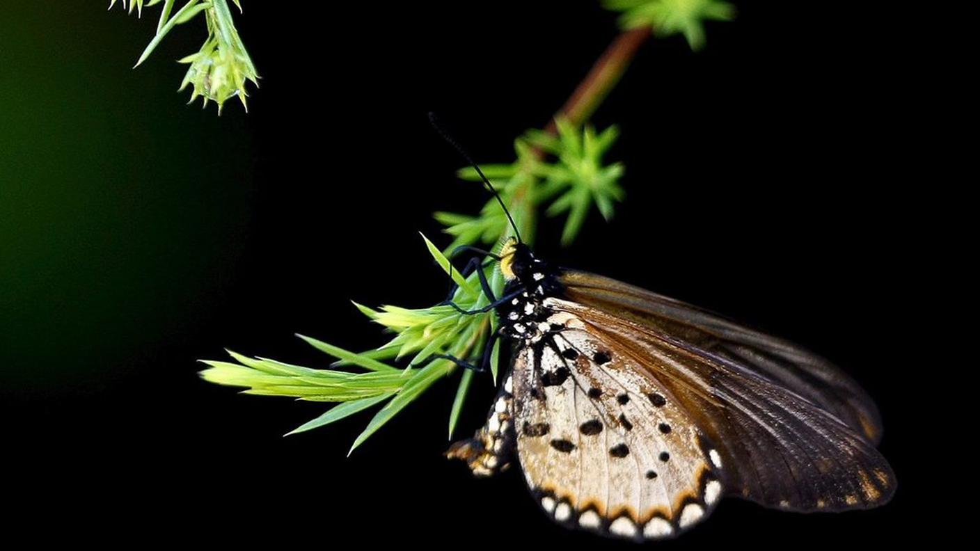 Per proteggere la natura ci vogliono soldi, oltre che sensibilità