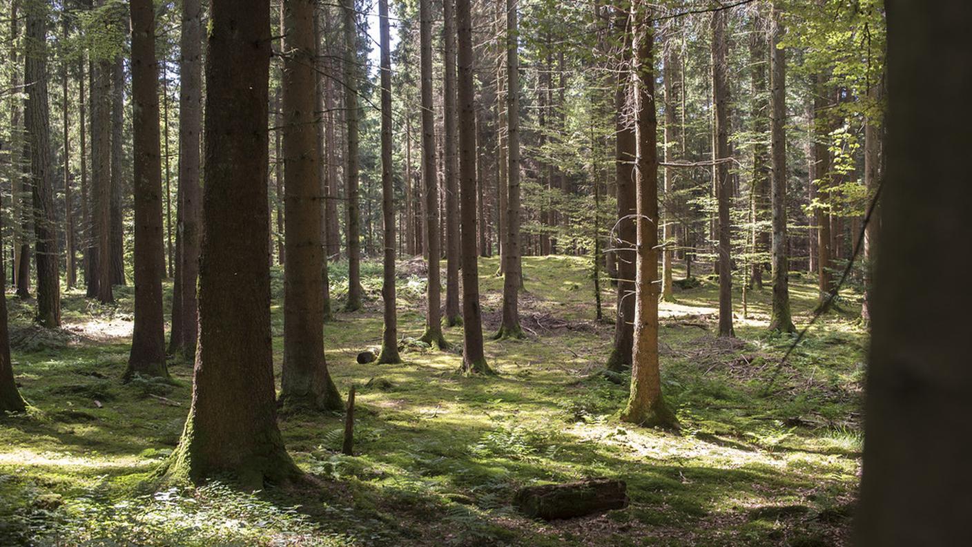Ci sono 422 alberi per ognuno dei 7,2 miliardi di abitanti della Terra