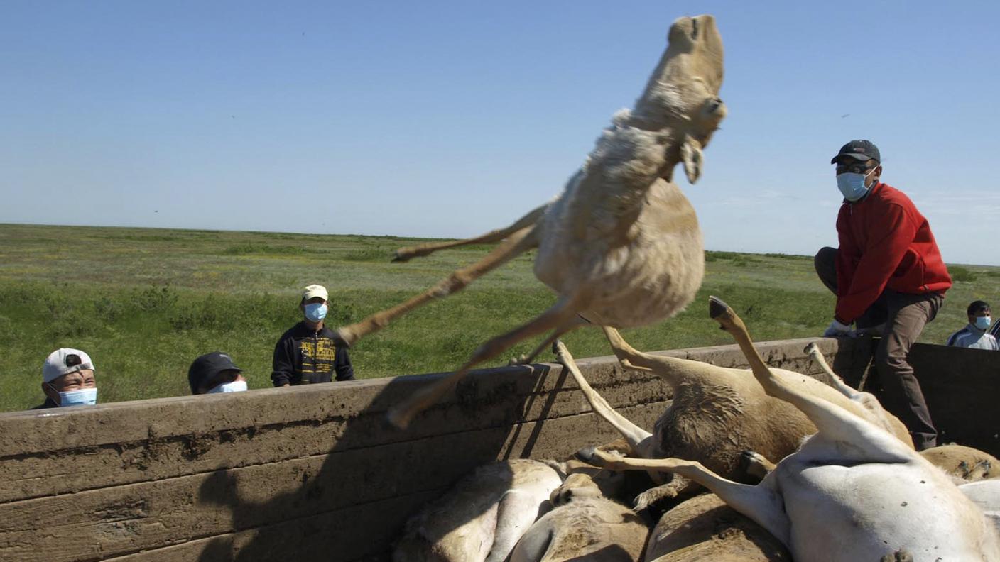 Oltre un terzo della popolazione di saiga è scomparso nel giro di un anno