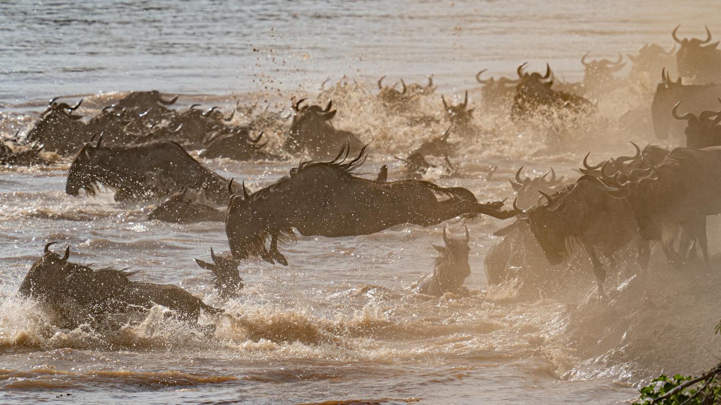 Mandrie di gnu sfidano le acque del fiume Mara durante la migrazione nel cuore del Parco Nazionale Masai Mara, in Kenya.