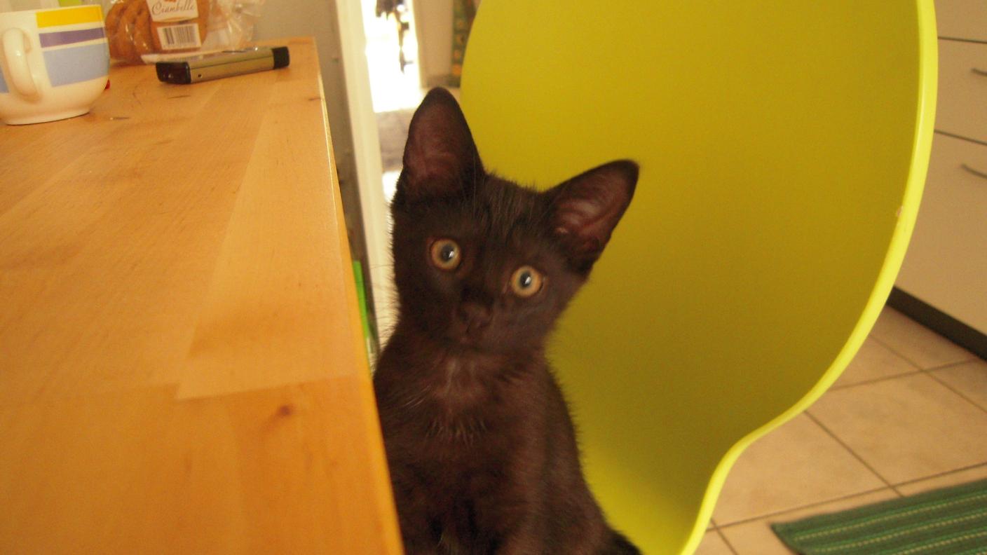 Merlino oggi ha 4 anni. La sera di Halloween non esce