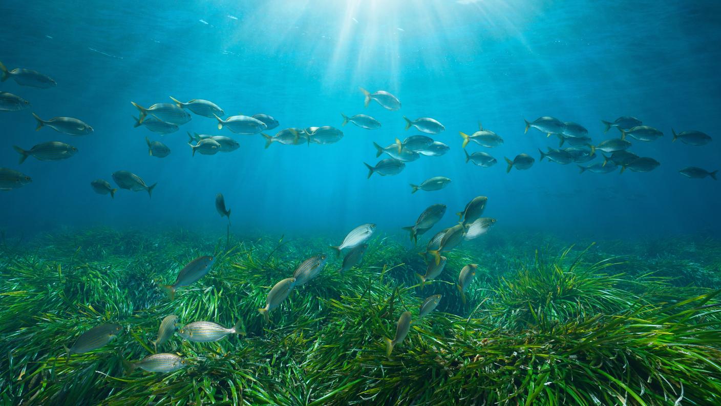 Posidonia oceanica sui fondali del mar Mediterraneo 
