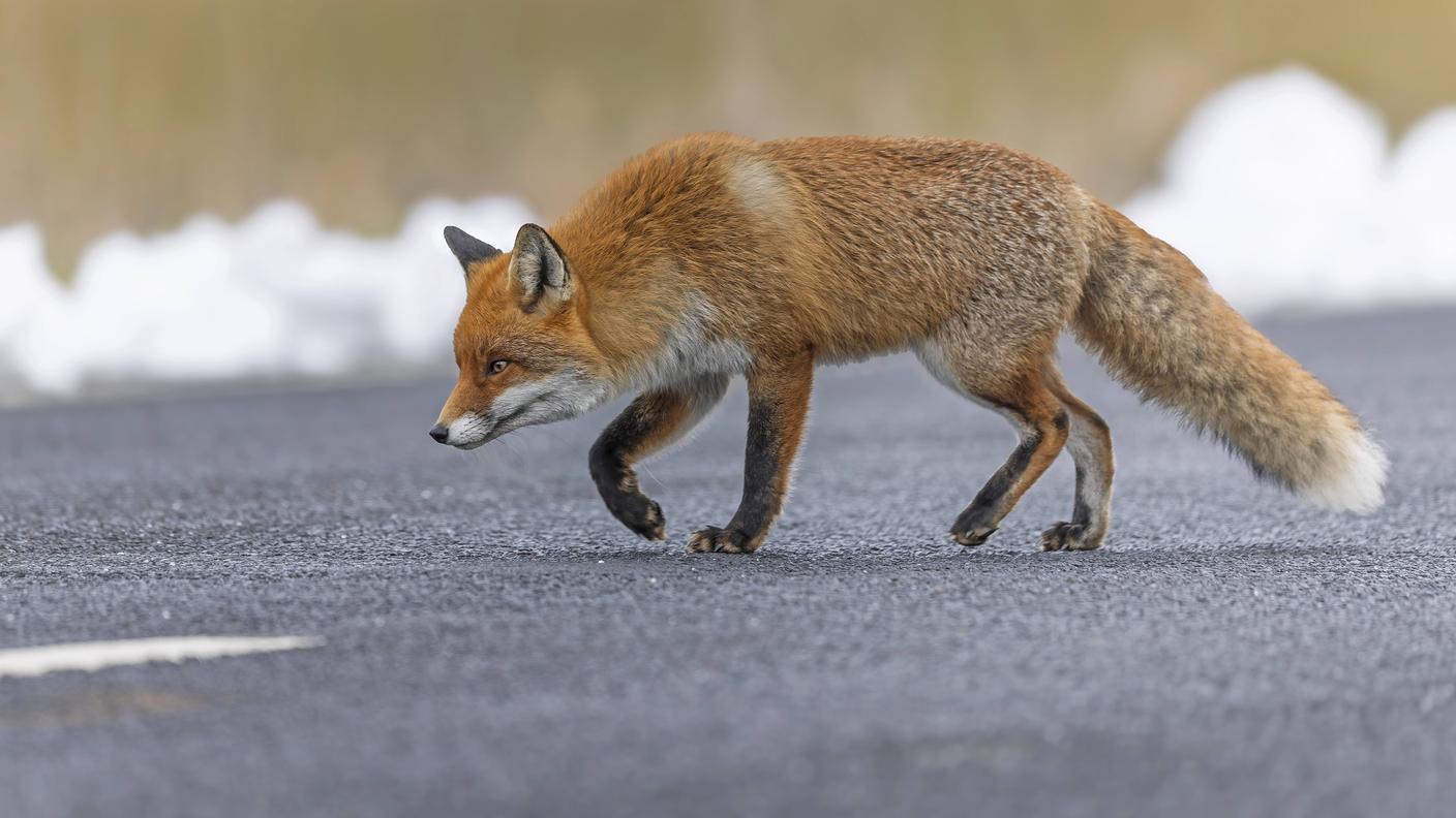 Non solo attraversamenti. Le volpi, come altri animali, negli inverni innevati, approfittano delle strade sgomberate per spostarsi senza fatica