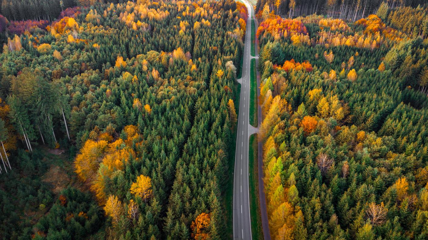 Una foresta in Baviera, nella regione di Augsburg