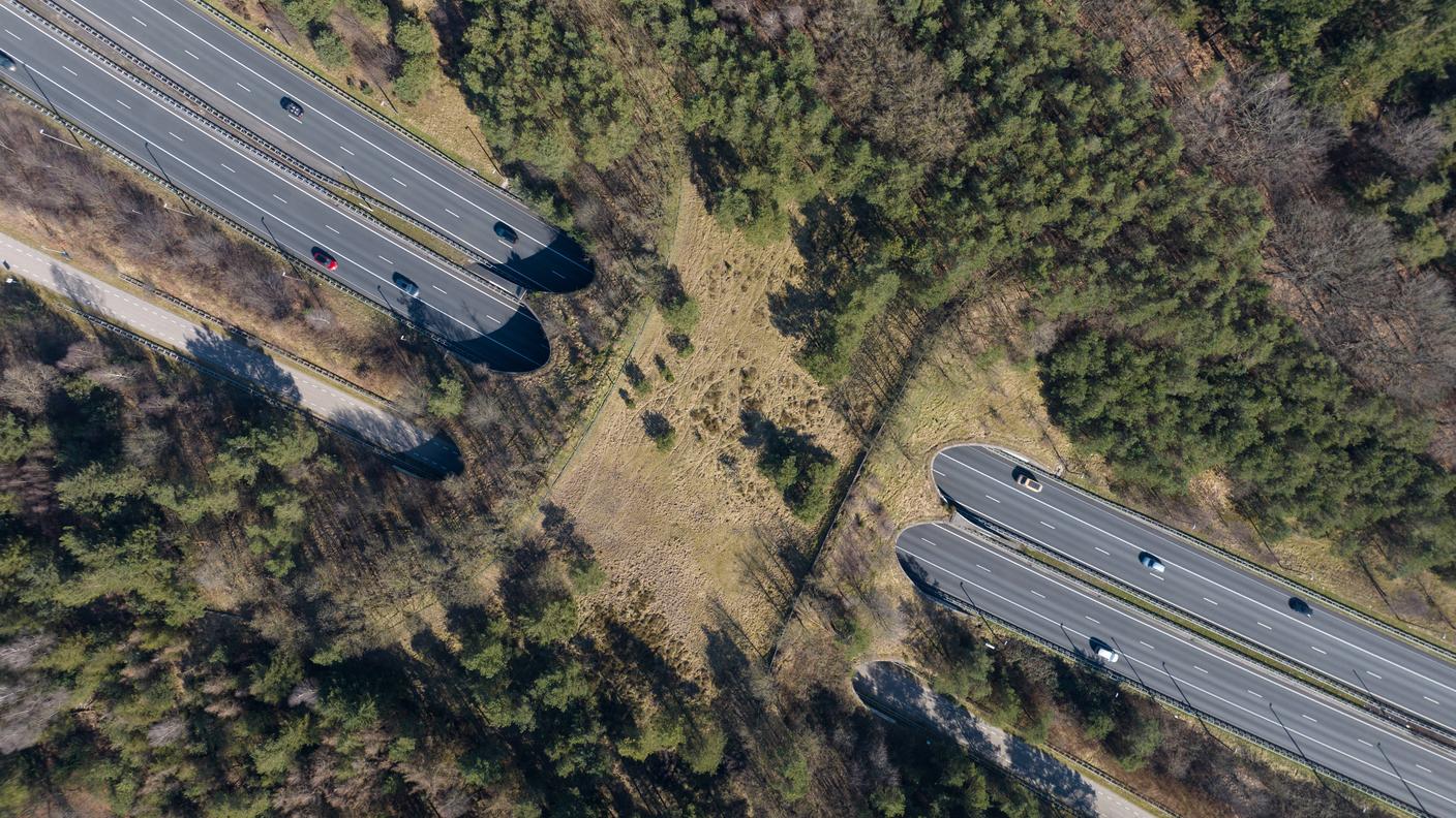 Passaggio faunistico dall'alto: le zone naturali adiacenti intatte e i cordoni di siepe per proteggere dal disturbo del traffico