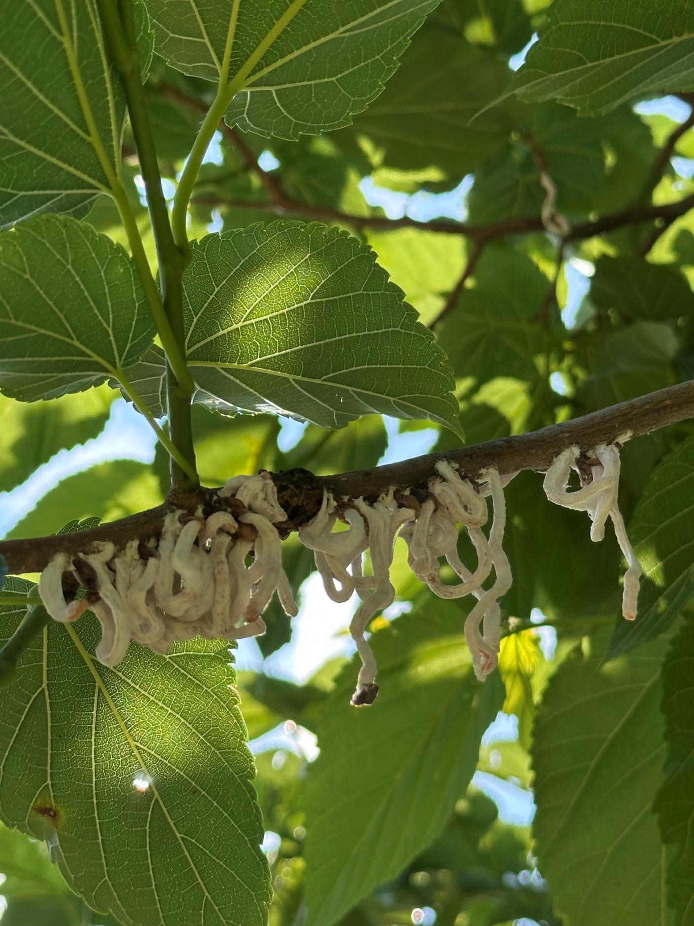 Gli ovisacchi di Takahashia japonica sono facilmente riconoscibili