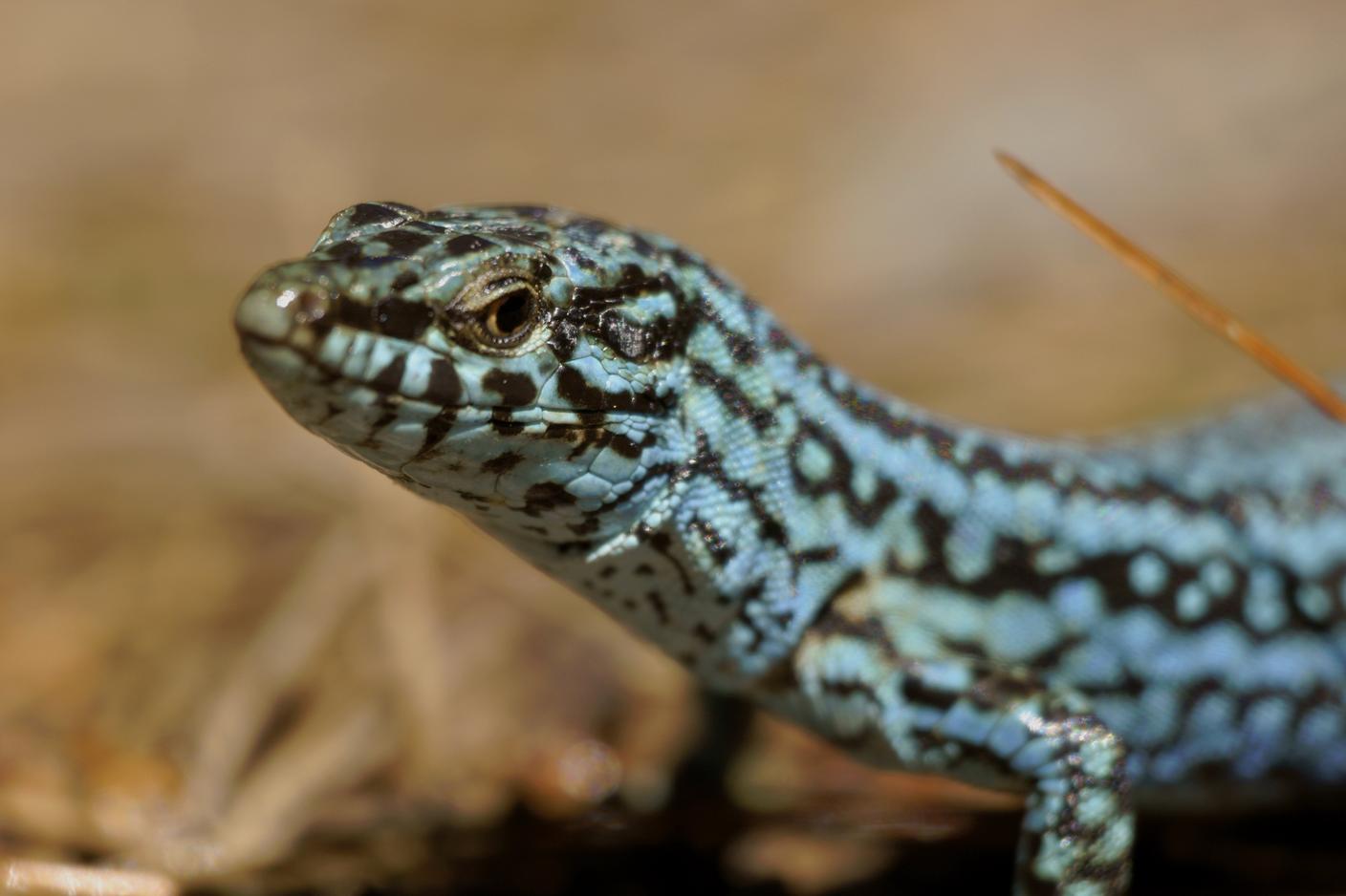 Podarcis pityusensis, la lucertola endemica delle Baleari minacciata dal colubro