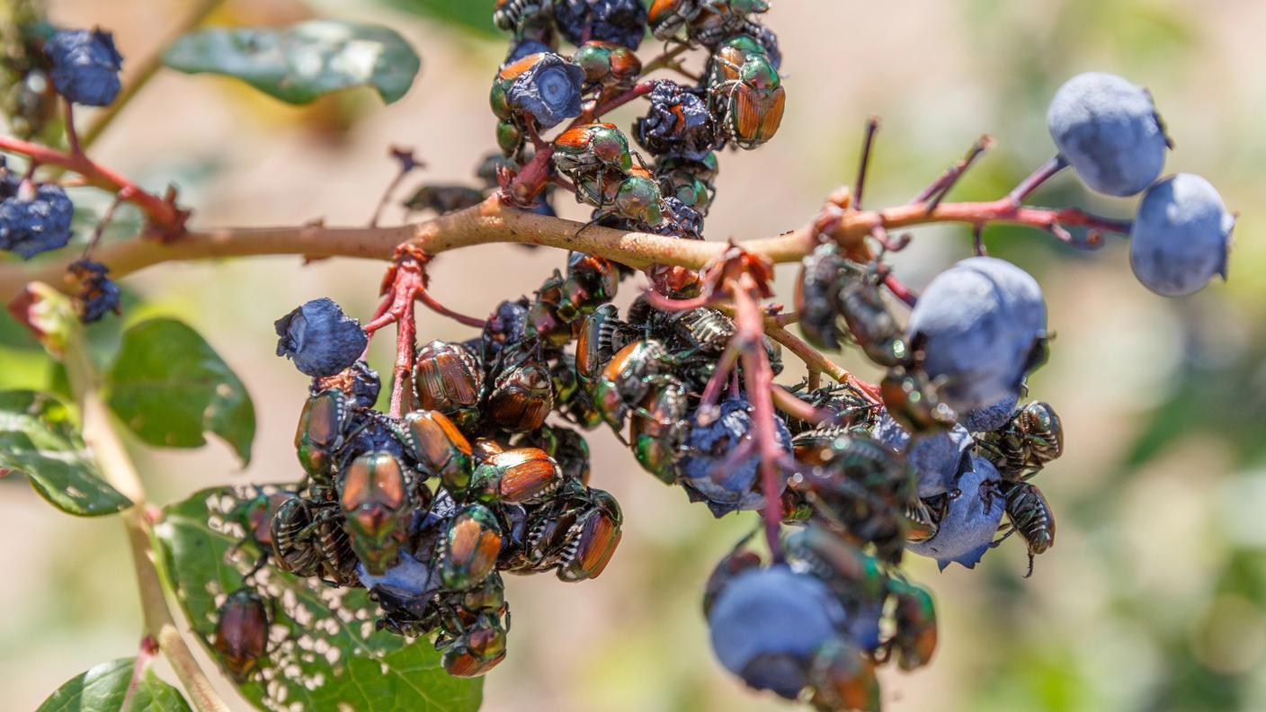 Quando sono tanti, i coleotteri giapponesi possono attaccare anche i frutti