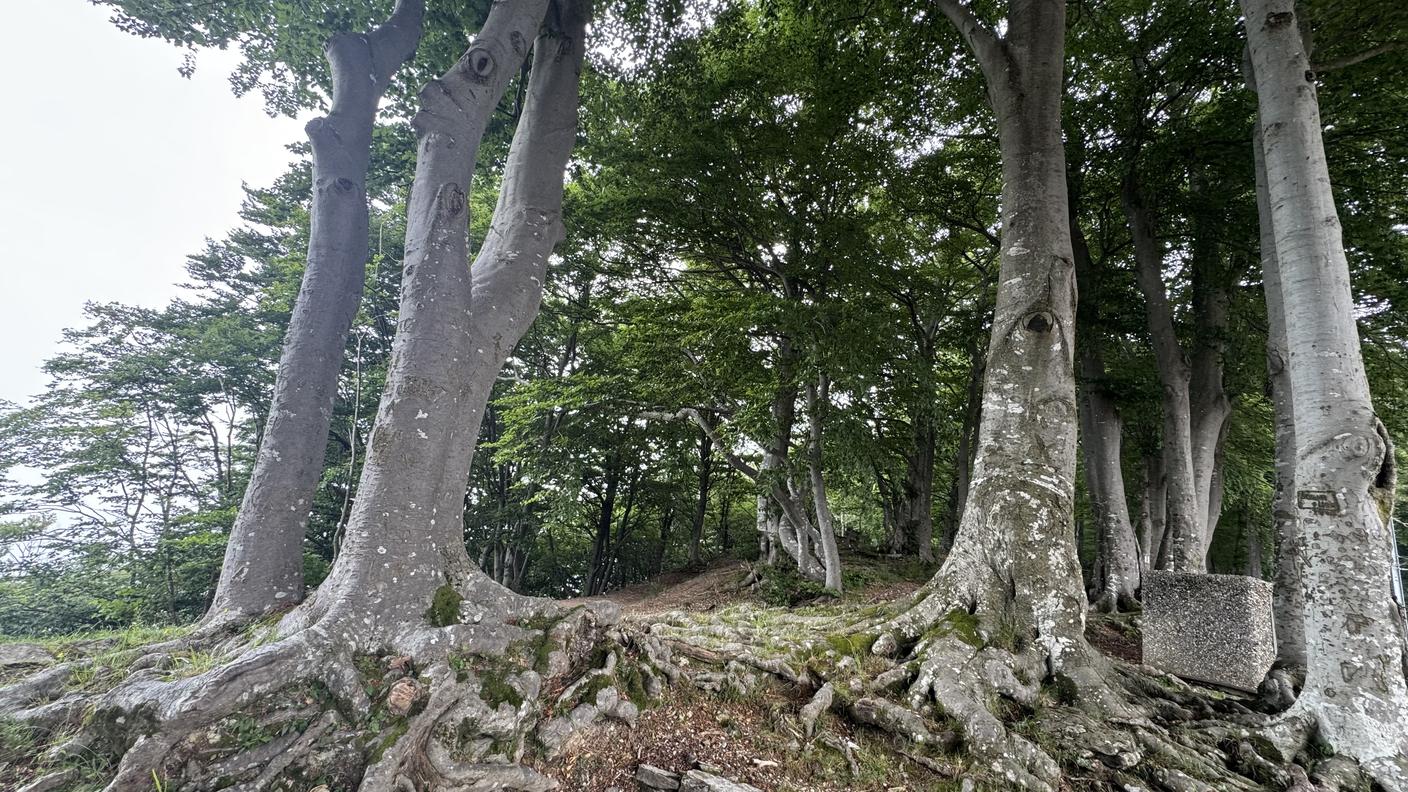 Vigore e bellezza dei faggi della Bellavista (Mte. Generoso)  