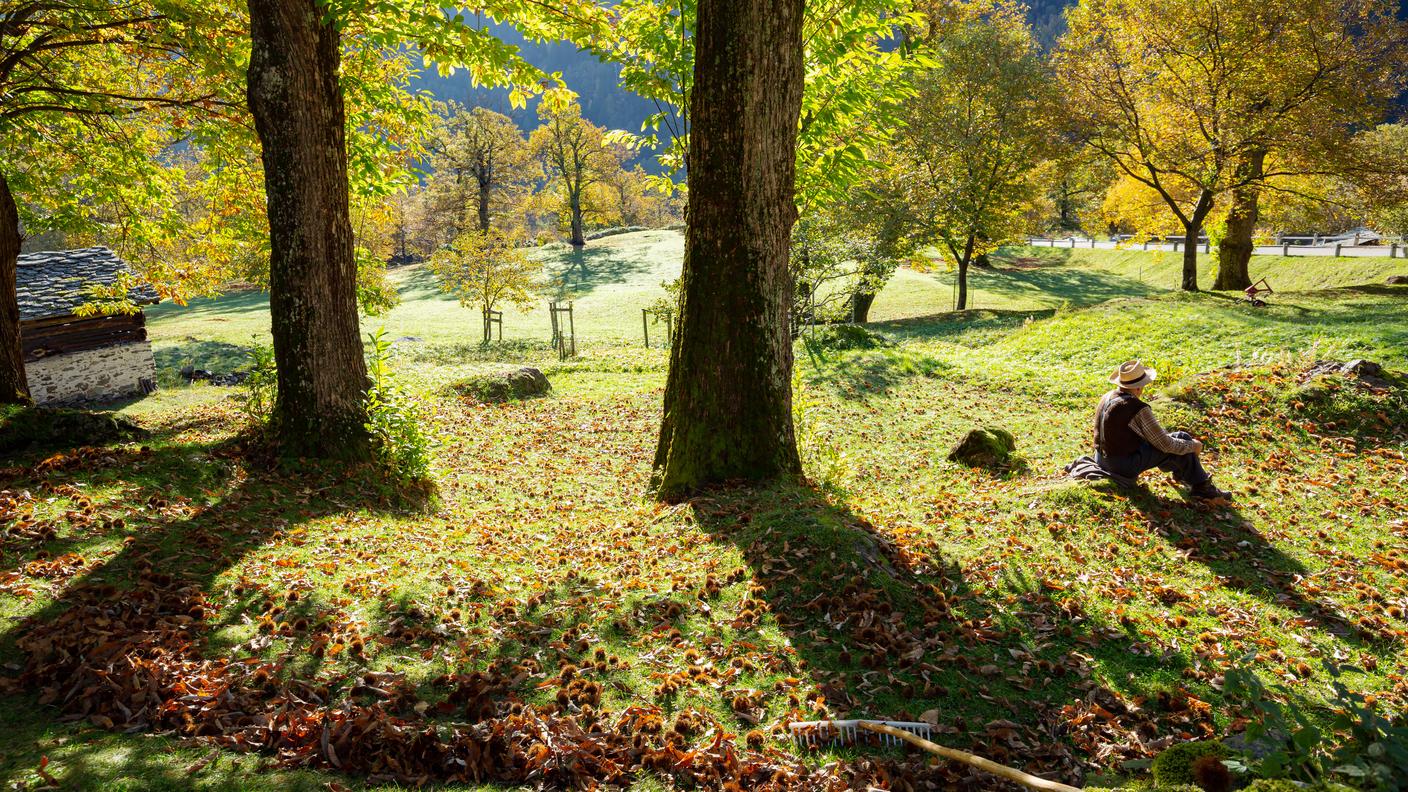 La raccolta delle castagne a Soglio