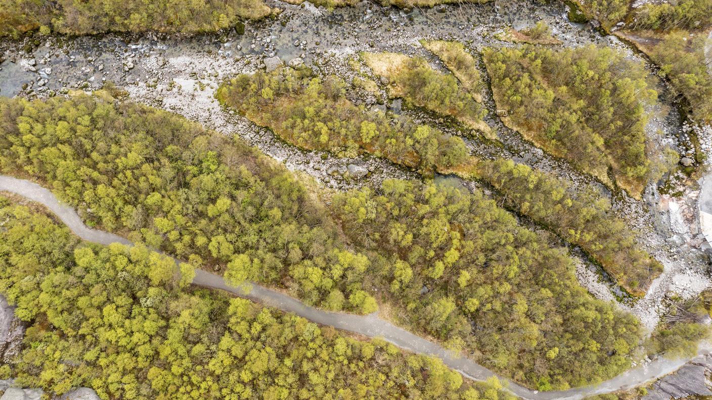In Norvegia le foreste pure di betulla coprono intere distese alluvionali