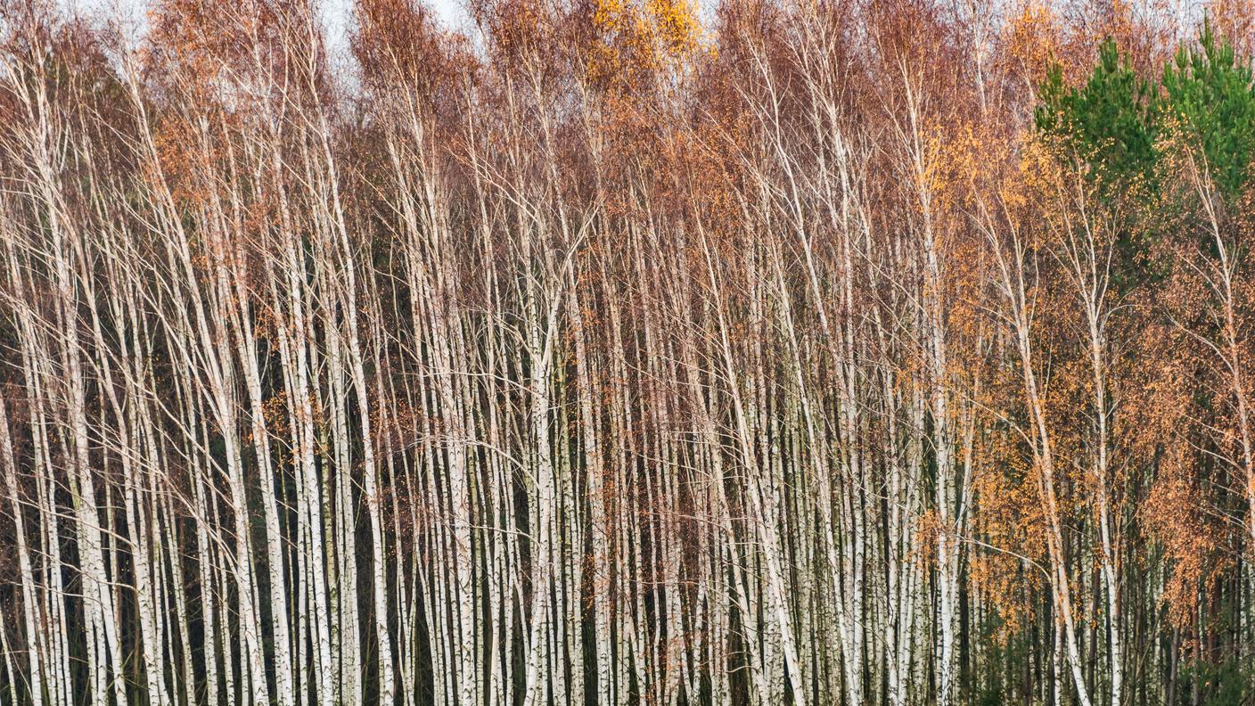 La densità di una piantagione di betulle mette in risalto le forme slanciate dell'albero