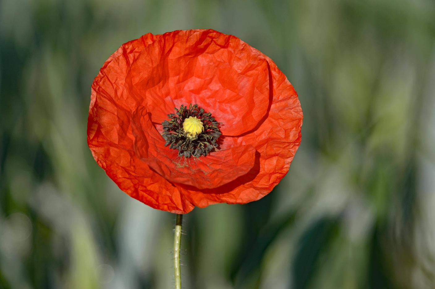 Gli insetti non vedono il rosso del papavero, ma la luce ultravioletta riflessa dai suoi petali