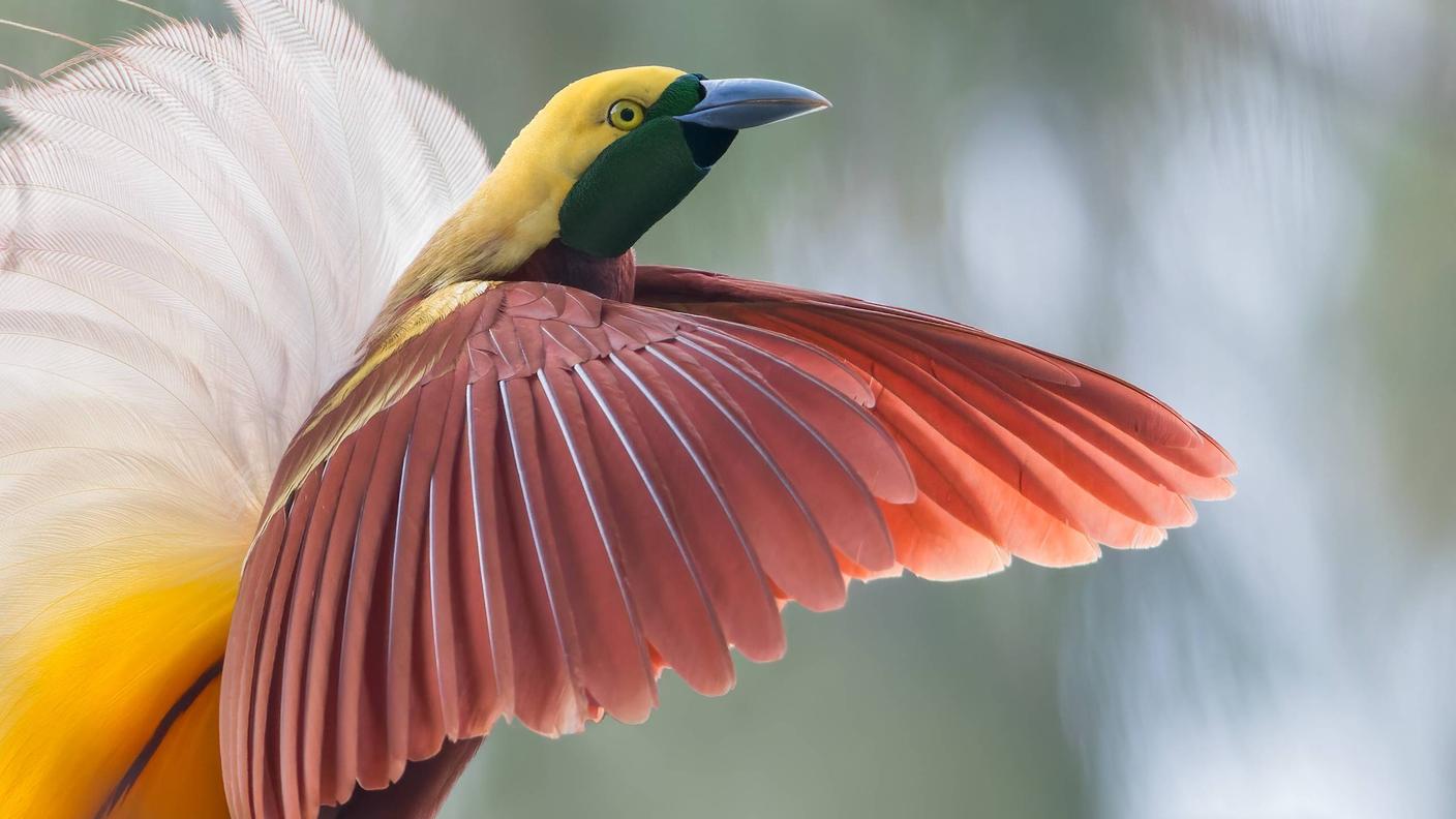 Gli splendidi colori della Paradisaea minor, una specie di Uccello del Paradiso