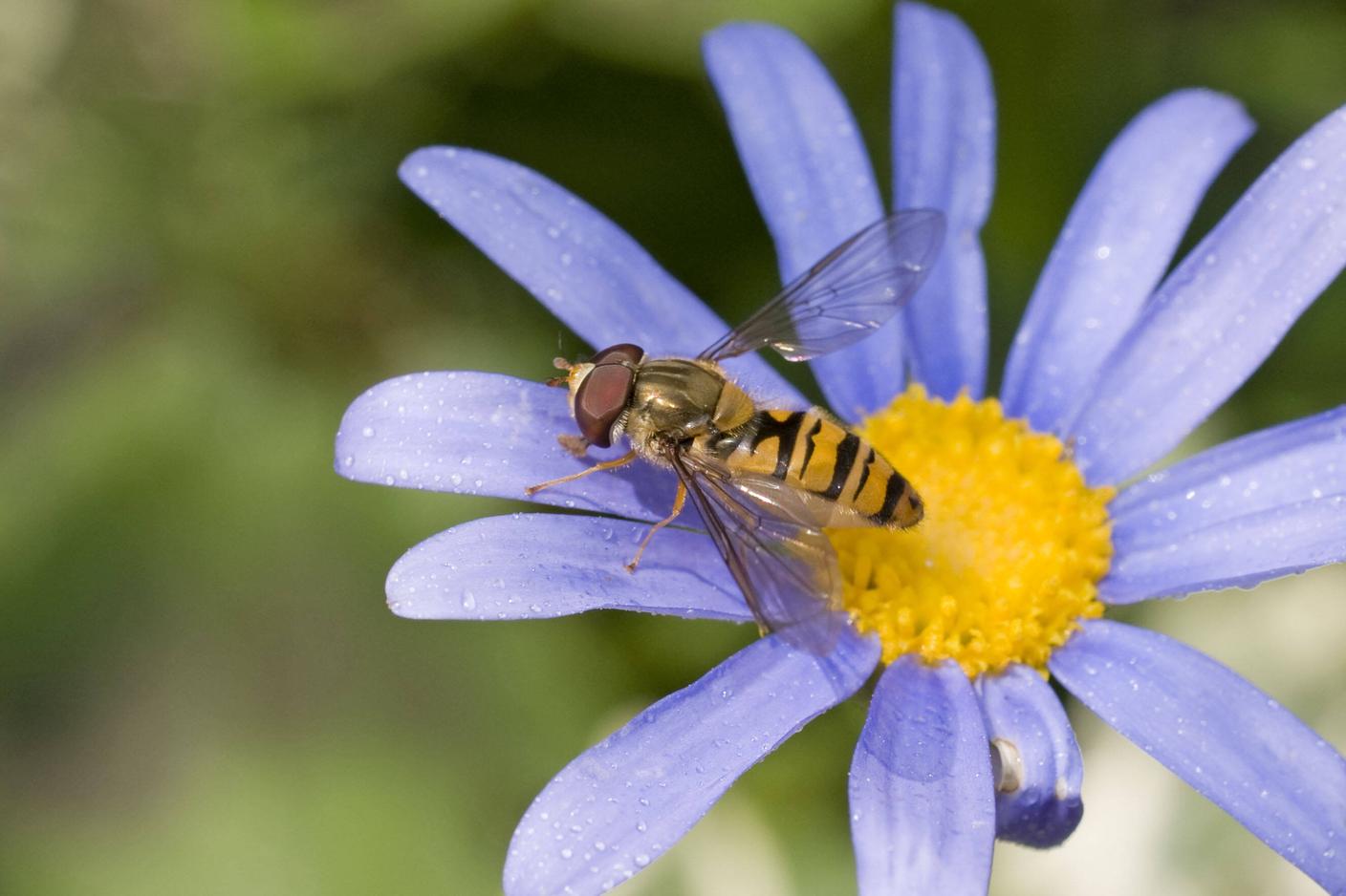 I sirfidi sono insetti totalmente inoffensivi che imitano la colorazione delle vespe e delle api