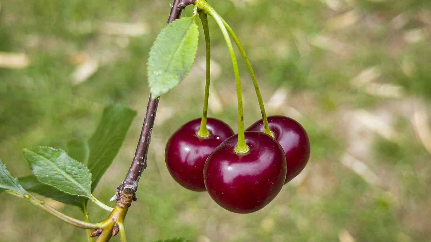 Mazzetto di amarene con la tipica fogliolina alla base, di solito assente nelle ciliegie dolci