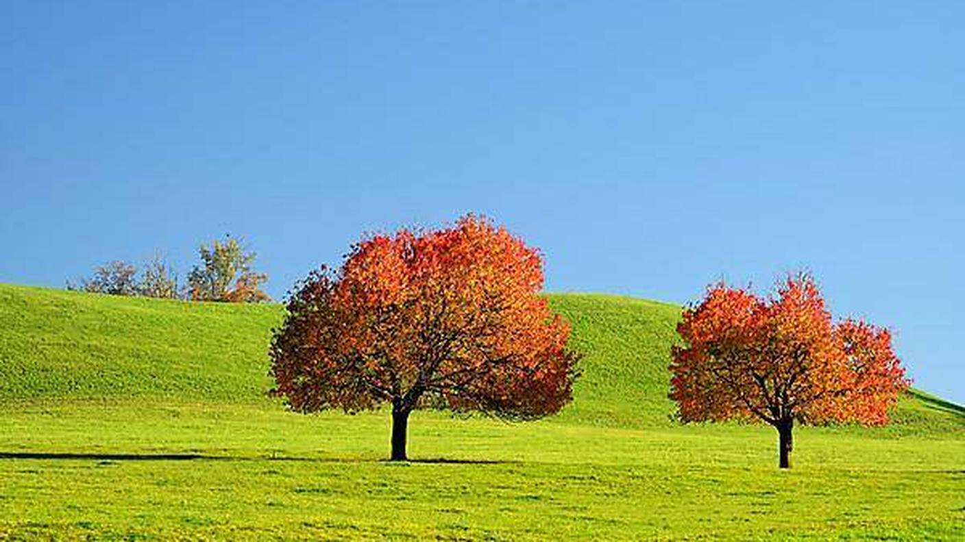 I frutteti con alberi ad alto fusto sono in leggera ripresa in Svizzera, è un buon auspicio anche per la qualità del paesaggio