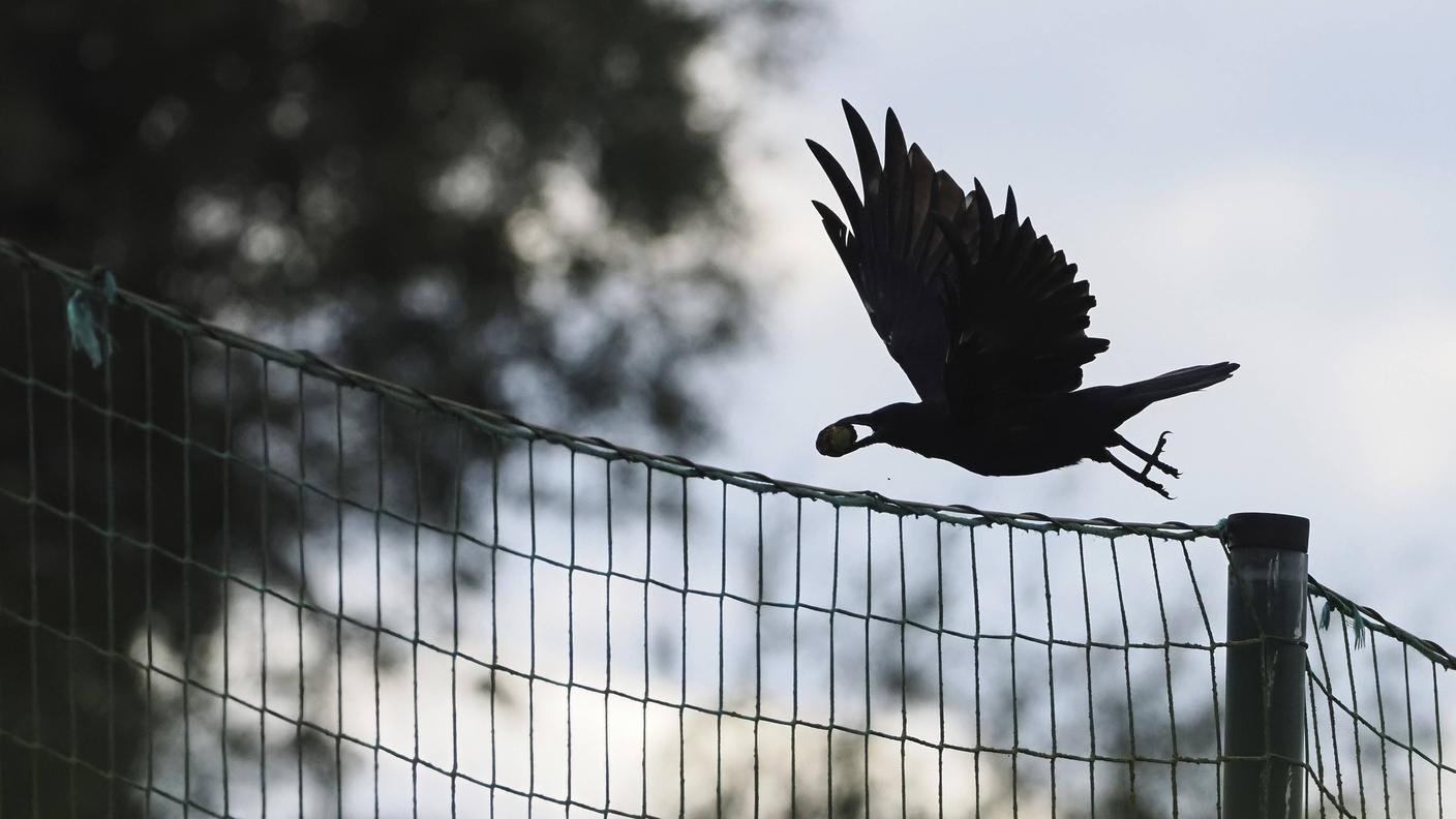 Una cornacchia nera con una noce nel becco: cibo per lei o seme per una nuova piantina?