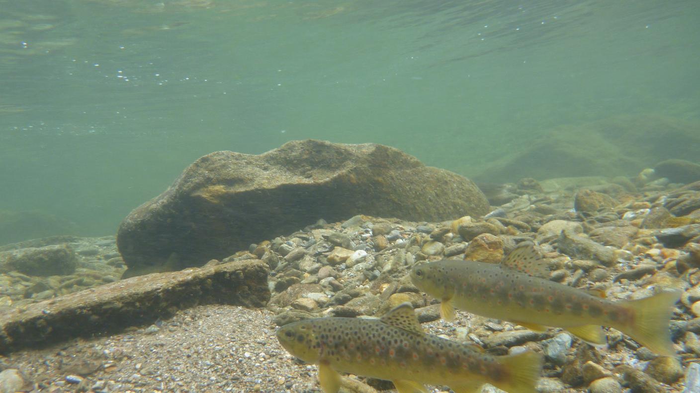 Trote di ruscello (atlantiche)