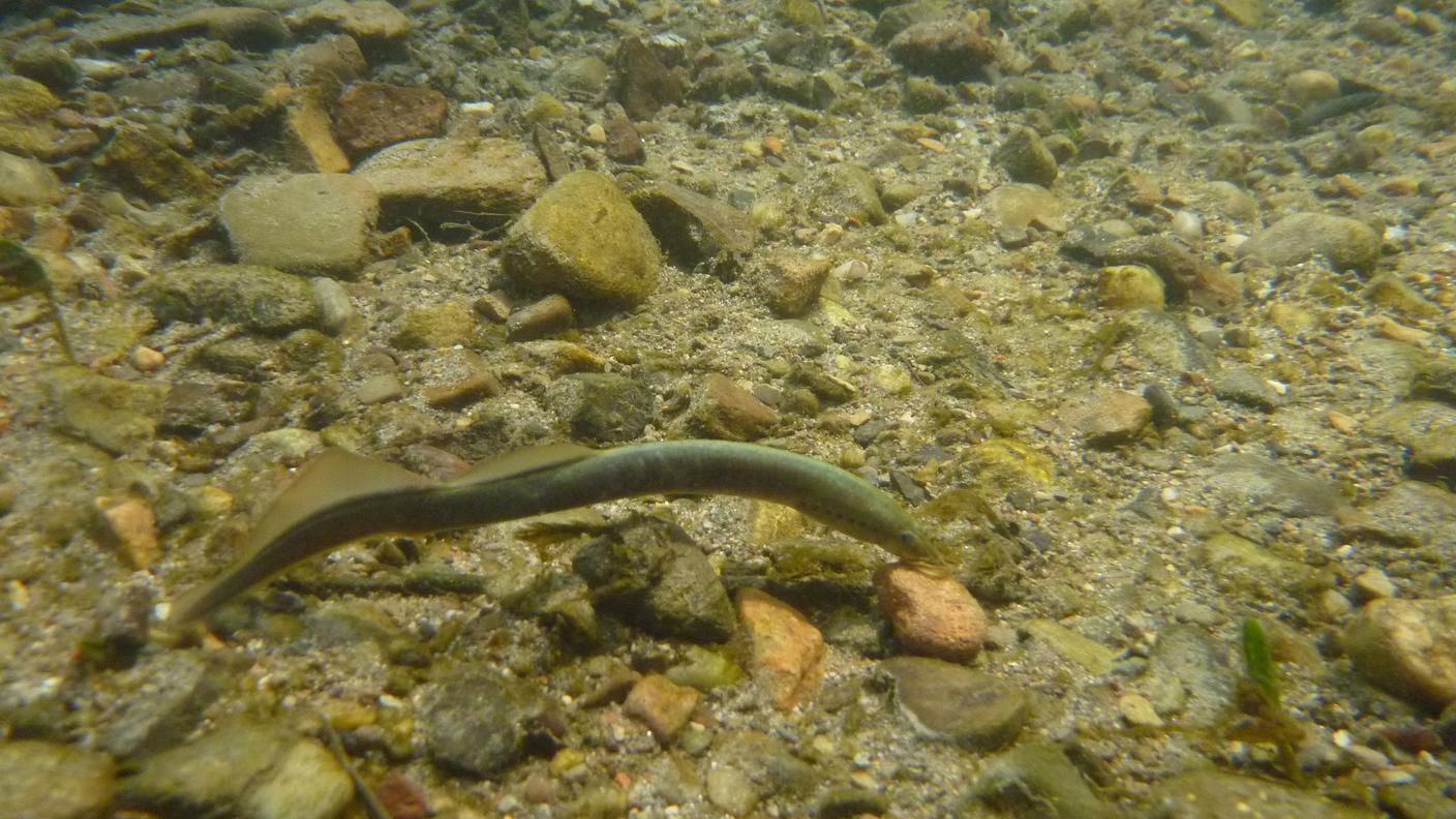 La rara Lampreda: Lampetra zanandreai