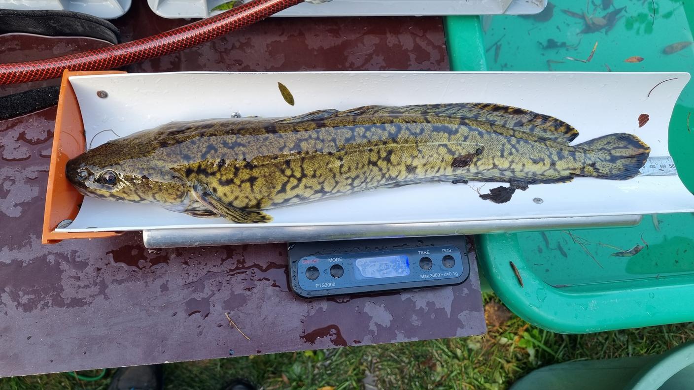 Una bottatrice nella postazione di misura dei parametri biometrici, prima di essere reimmessa in acqua