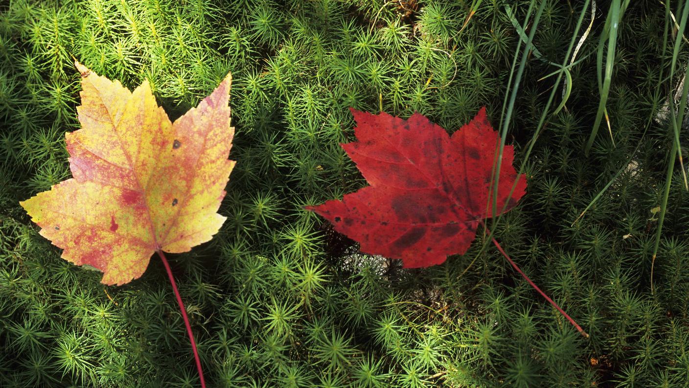 Colorazione autunnale delle foglie dell'acero da zucchero (Acer saccharum Marsh.)