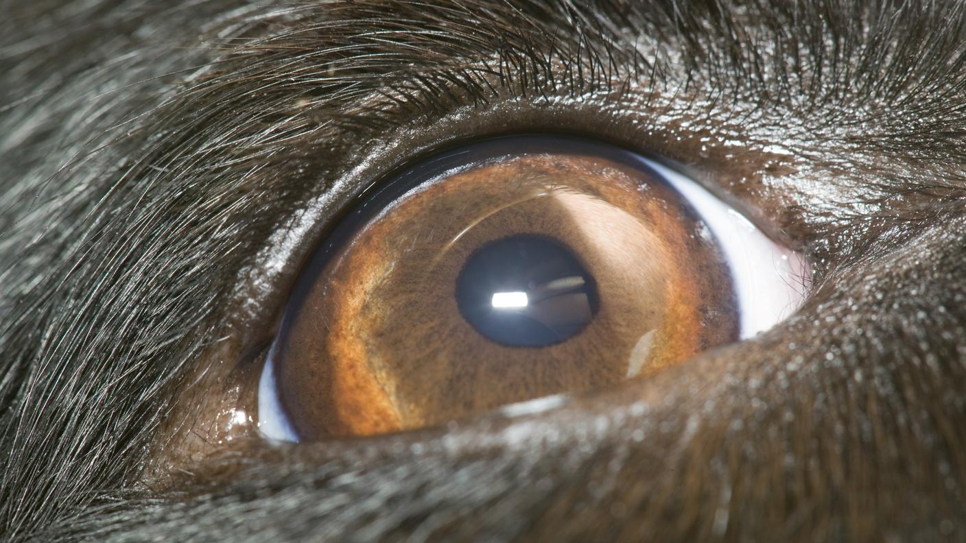 L'occhio di un Border Collie: può sembrare strano ma, a dipendenza della razza, i cani hanno un angolo di visione più ampio dell'essere umano