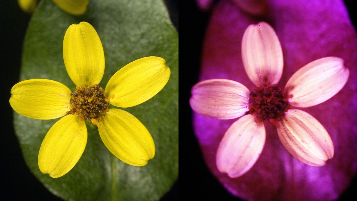 Un fiore: a sinistra come lo vediamo noi umani, a destra come lo vedrebbero le api