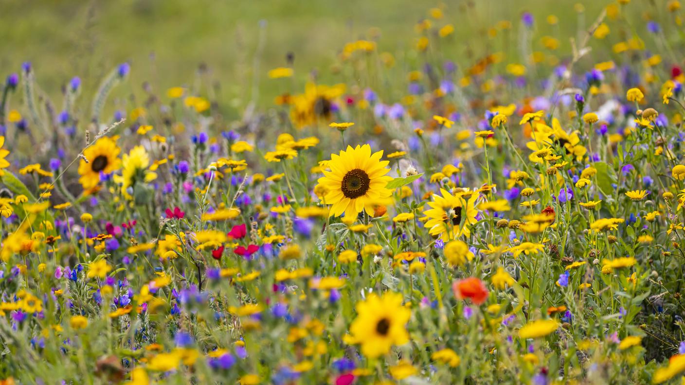 Un prato fiorito: noi ne riusciamo a vedere solo una parte della bellezza