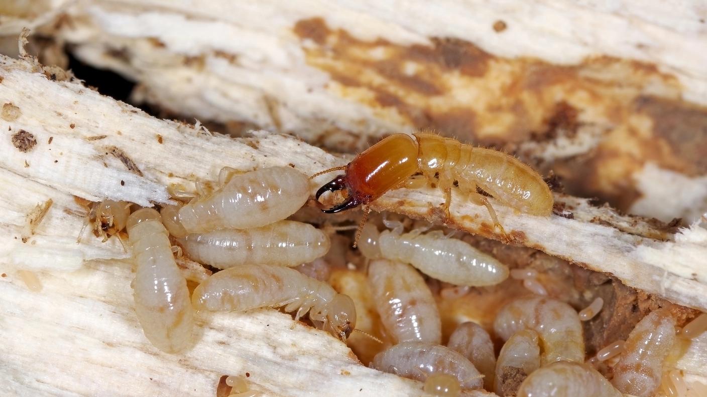 Termiti infestanti (Kalotermes flavicollis)