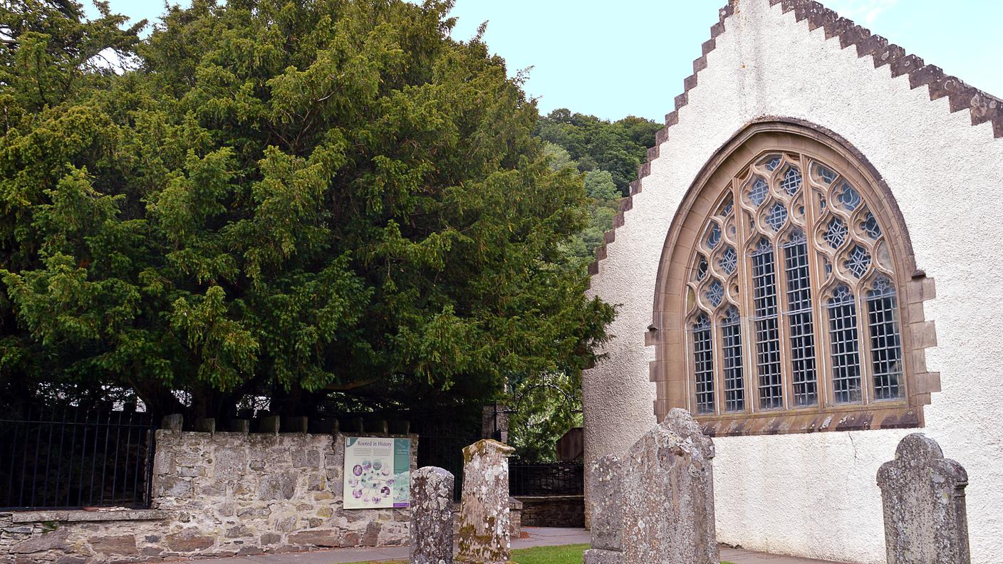 Il tasso del cimitero di Fortingall (Scozia)