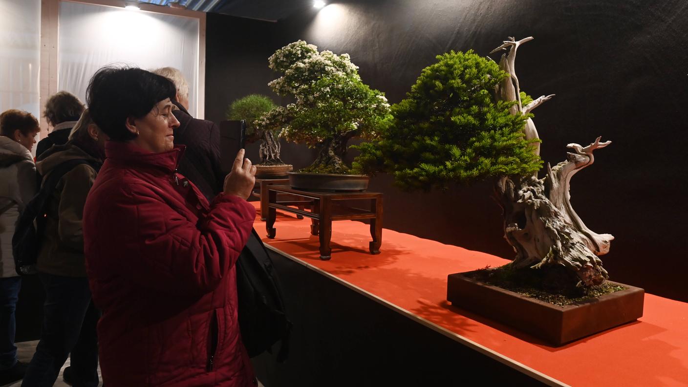 Il tasso si presta anche all'arte del bonsai. In immagine un esemplare eccezionale, vecchio di 500 anni
