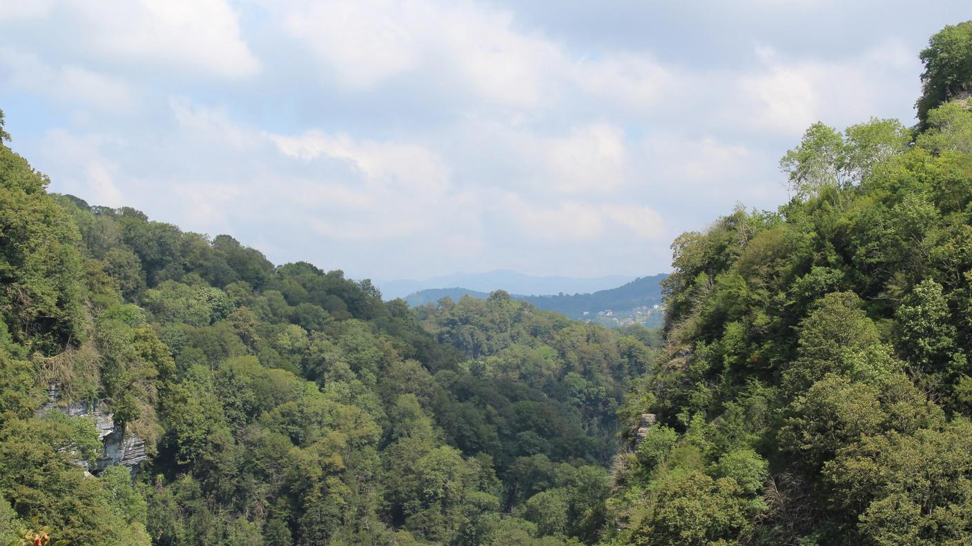 Le montagne del Caucaso sono il regno del tasso