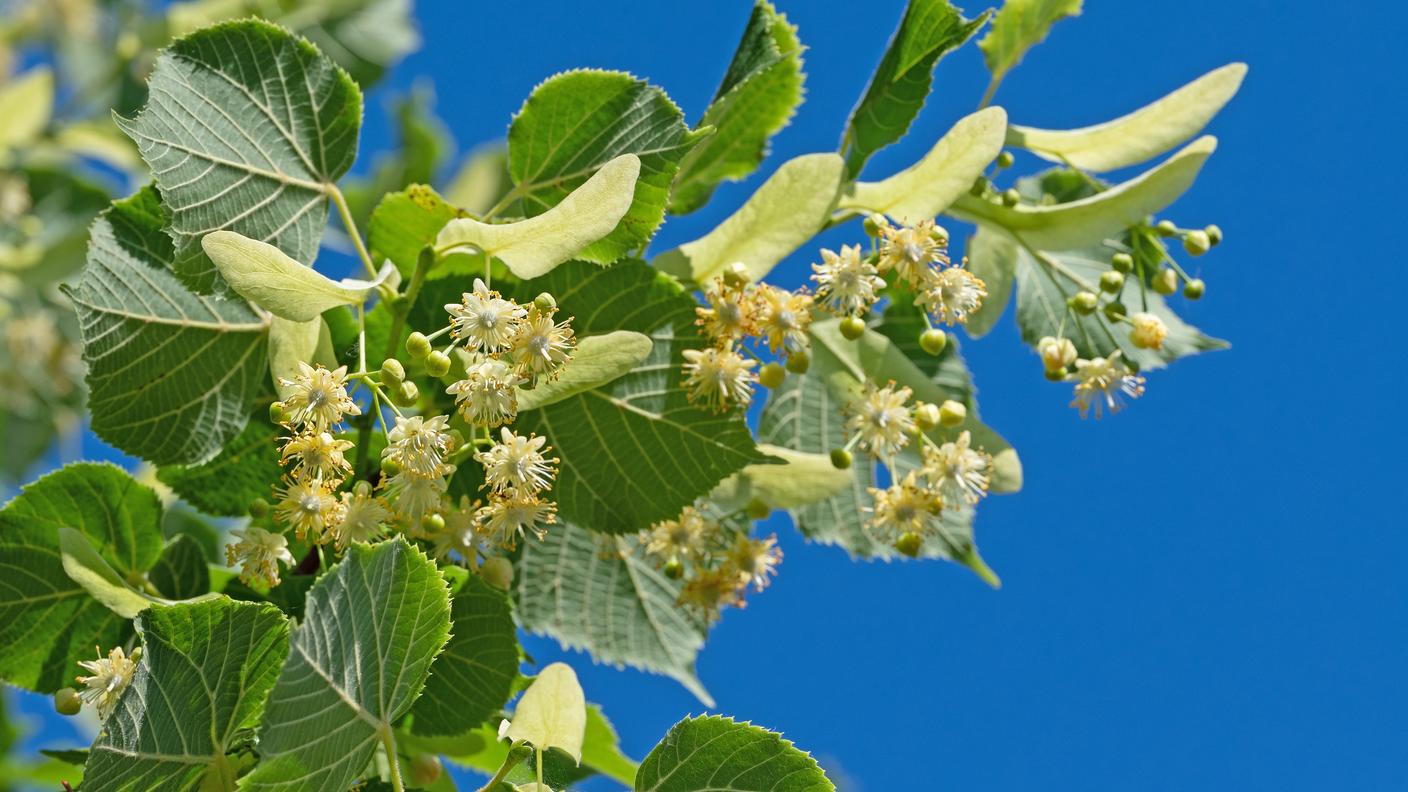I fiori di tiglio sono raggruppati a tre a tre in mazzetti con alla base una brattea giallastra a forma di ala. Il nome del genere Tilia deriva dal greco ptilon "ala", proprio in riferimento alla brattea fogliacea